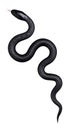 Black  Snake isolated on White. Top view Royalty Free Stock Photo