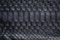 Black snake skin pattern texture. Black reptile. Python leather background. Royalty Free Stock Photo