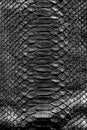 Black snake skin pattern texture. Black reptile. Python leather background. Royalty Free Stock Photo