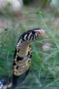 A black at the snake park in Entebbe in Uganda Royalty Free Stock Photo