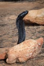 a black snake is sticking its tongue out over rocks and dirt