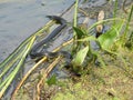 Black snake with a yellow neck hiding in the lake