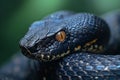 A black snake with yellow spots curled up in a ball