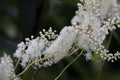 Black snakeroot Actaea racemosa Royalty Free Stock Photo