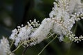 Black snakeroot Actaea racemosa