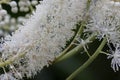 Black snakeroot Actaea racemosa Royalty Free Stock Photo