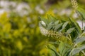 Black snakeroot (Actaea racemosa) Royalty Free Stock Photo