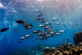 Black snapper shoal swimming along the reef Royalty Free Stock Photo