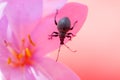 Black snout beetle, true weevils or bark beetle on pink backgrond Royalty Free Stock Photo