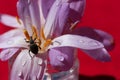 Black snout beetle, true weevils or bark beetle  on purple autumn crocus flowers with water droplets on red background in pot Royalty Free Stock Photo