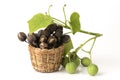 Black soa or Jatropha curcas, fresh, dried fruits placed on a white background.