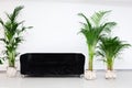 Black sofa with green plants Royalty Free Stock Photo