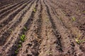Black soil plowed field. Earth texture Royalty Free Stock Photo
