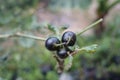 A black solanum nigrum or named Leunca in Indonesia Royalty Free Stock Photo