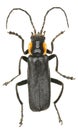 Black Soldier Beetle on white Background Royalty Free Stock Photo