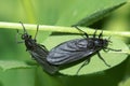 Black soldier fly