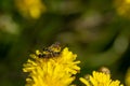 Black soldier fly, ermetia illucens, mating on a vibrant yellow dandelion flower