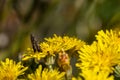 Black soldier fly, ermetia illucens, mating on a vibrant yellow dandelion flower
