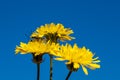 Black soldier fly, ermetia illucens, mating on a vibrant yellow dandelion flower