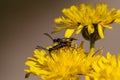 Black soldier fly, ermetia illucens, mating on a vibrant yellow dandelion flower