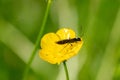 Black soldier fly, hermetia illucens, on vibrant buttercup flowers