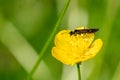 Black soldier fly, hermetia illucens, on vibrant buttercup flowers