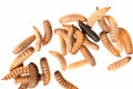 Black soldier fly larvae isolated on white background Royalty Free Stock Photo