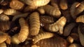 Black Soldier Fly Larvae Production