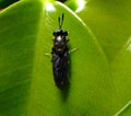 Black Soldier Fly. Latin name Hermetia illucens