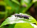 Black soldier fly macro on bright green leaf Royalty Free Stock Photo