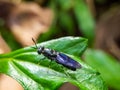 Black soldier fly macro on bright green leaf Royalty Free Stock Photo