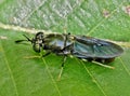 Black Soldier fly resting on a green leaf.