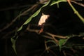 A black solitary wasp with red wings that has build his small nest under a leaf