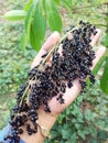 Black sorghum Hungarian broomcorn