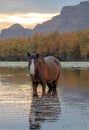 Black sorrel wild horse stallion eating water grass at sunset in the Salt River near Mesa Arizona USA Royalty Free Stock Photo