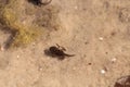 Black Southern Chorus Frog pollywog tadpoles Pseudacris nigrita Royalty Free Stock Photo