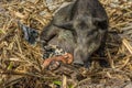The black sow feeds four small newborn piglets. Shot of a polinesian village on a tiny corall atoll Fanning Atoll, Kiribati in