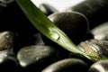 Black spa stones with leaf