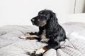 Black Spaniel dog on gray textile decorative coat and pillows for a scandinavian style bed in House or Hotel. Pets Royalty Free Stock Photo