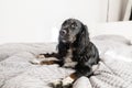 Black Spaniel dog on gray textile decorative coat and pillows for a scandinavian style bed in House or Hotel. Pets Royalty Free Stock Photo