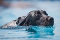 Head shot of black dog swimming in water Royalty Free Stock Photo
