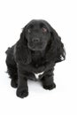 Black Spaniel Puppy In Studio Royalty Free Stock Photo