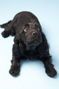 Black Spaniel Puppy In Studio Royalty Free Stock Photo