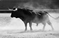 Bull in bullring in spain