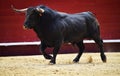 Bull in bullring in spain