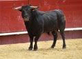 Bull in bullring in spain