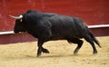 Bull in bullring in spain