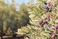 Black Spanish olives ripening on olive tree with blurred background and copy space Royalty Free Stock Photo