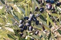 Black Spanish olives ripening on olive tree branch with blurred background Royalty Free Stock Photo