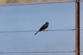 A black sparrow sitting on barbed wire on a fence